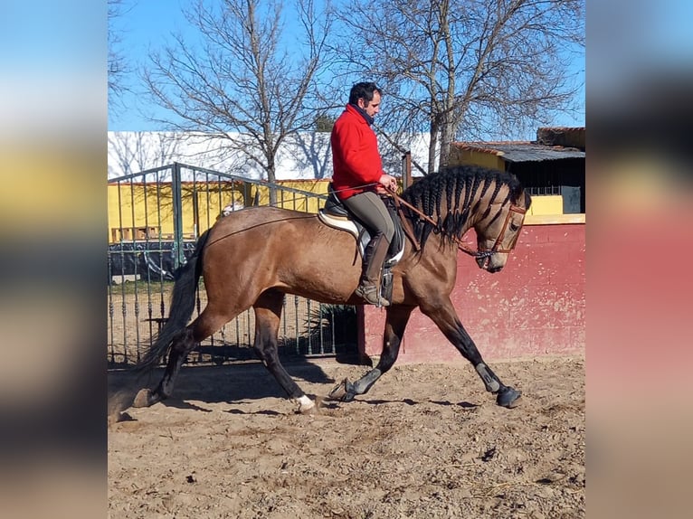 PRE Croisé Étalon 10 Ans 170 cm Bai cerise in Madrid