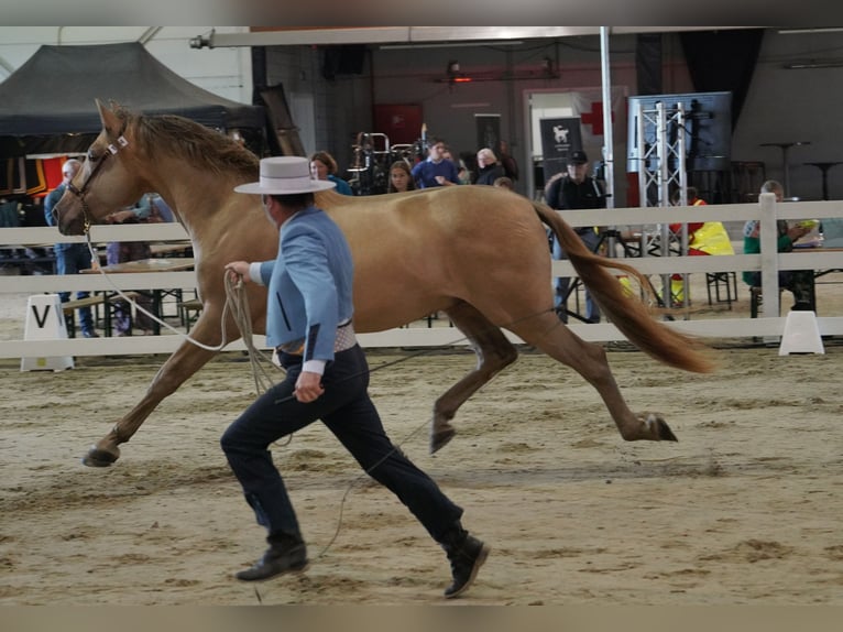 PRE Étalon 10 Ans 171 cm Perle in Manhay