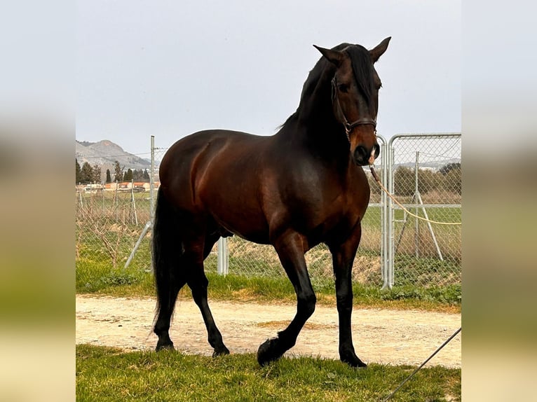 PRE Croisé Étalon 10 Ans 174 cm Bai in Rafelguaraf