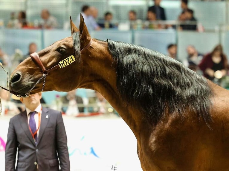 PRE Croisé Étalon 10 Ans 175 cm Bai cerise in NAVAS DEL MADRONO