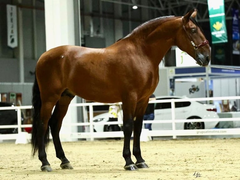 PRE Croisé Étalon 10 Ans 175 cm Bai cerise in NAVAS DEL MADRONO