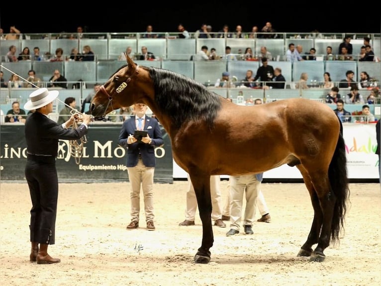 PRE Croisé Étalon 10 Ans 175 cm Bai cerise in NAVAS DEL MADRONO