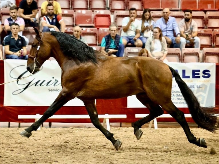 PRE Croisé Étalon 10 Ans 175 cm Bai cerise in NAVAS DEL MADRONO