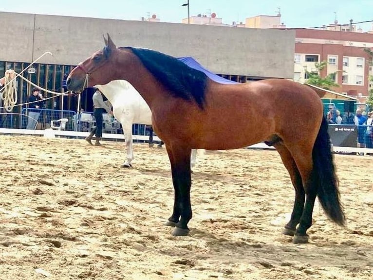 PRE Croisé Étalon 10 Ans 175 cm Bai cerise in NAVAS DEL MADRONO