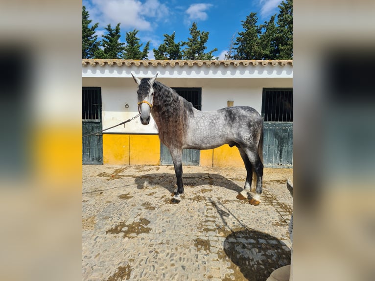 PRE Étalon 10 Ans 177 cm Gris pommelé in Jerez De La Frontera