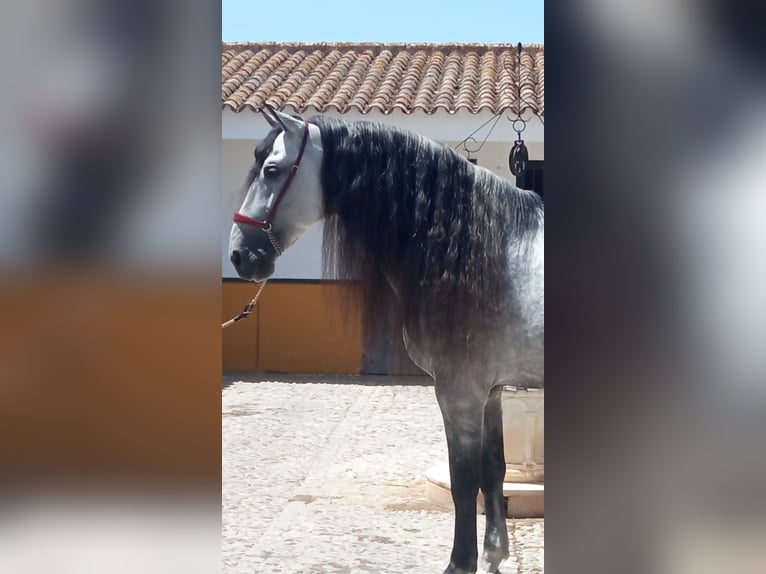 PRE Étalon 10 Ans 177 cm Gris pommelé in Jerez De La Frontera