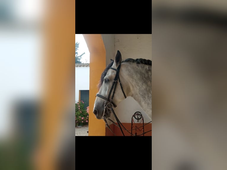 PRE Étalon 10 Ans 177 cm Gris pommelé in Jerez De La Frontera