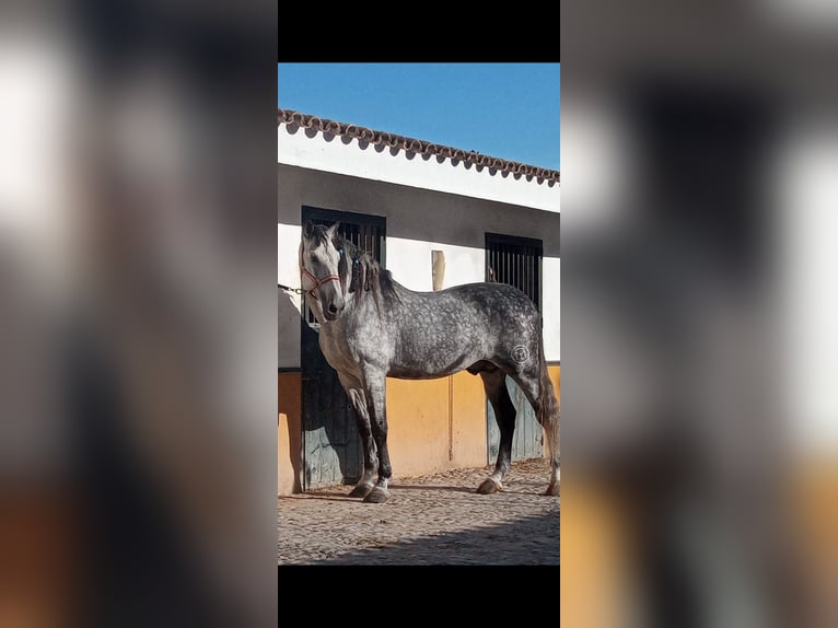 PRE Étalon 10 Ans 177 cm Gris pommelé in Jerez De La Frontera