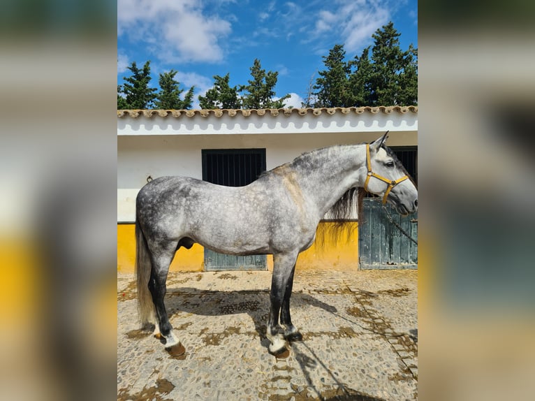 PRE Étalon 10 Ans 177 cm Gris pommelé in Jerez De La Frontera