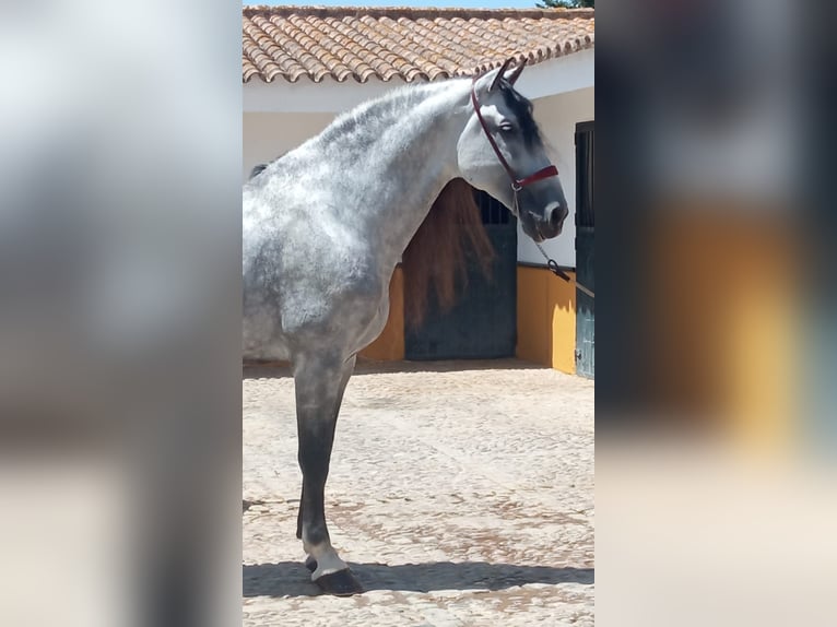 PRE Étalon 10 Ans 177 cm Gris pommelé in Jerez De La Frontera