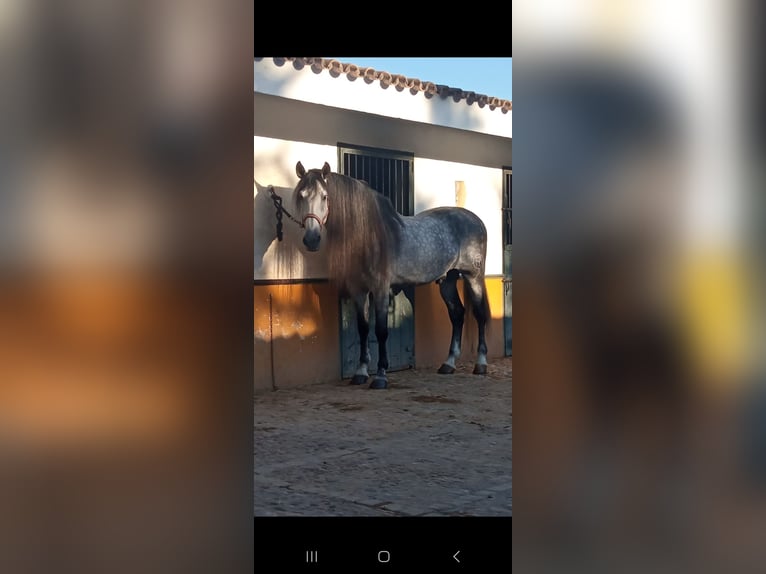 PRE Étalon 10 Ans 177 cm Gris pommelé in Jerez De La Frontera