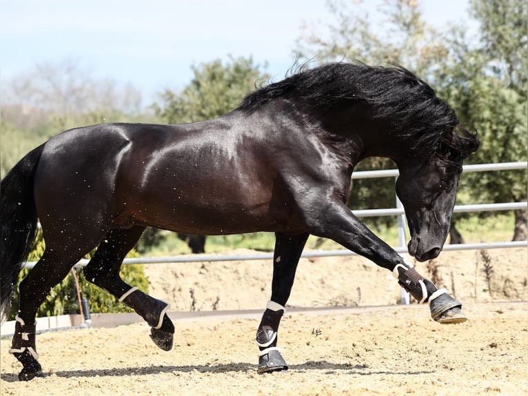 PRE Croisé Étalon 10 Ans 177 cm Noir in Navas Del Madroño