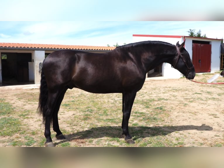 PRE Étalon 10 Ans 180 cm Noir in NAVAS DEL MADRONO