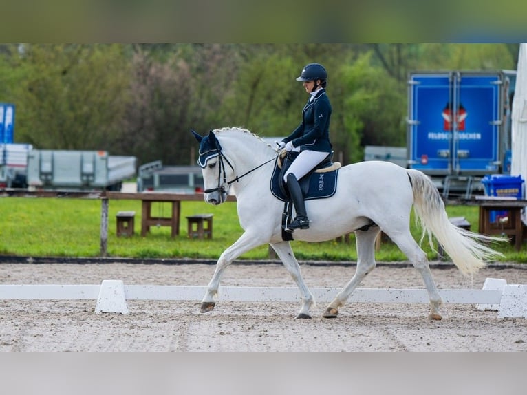 PRE Croisé Étalon 10 Ans in Schopfheim