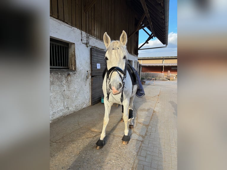 PRE Croisé Étalon 10 Ans in Schopfheim