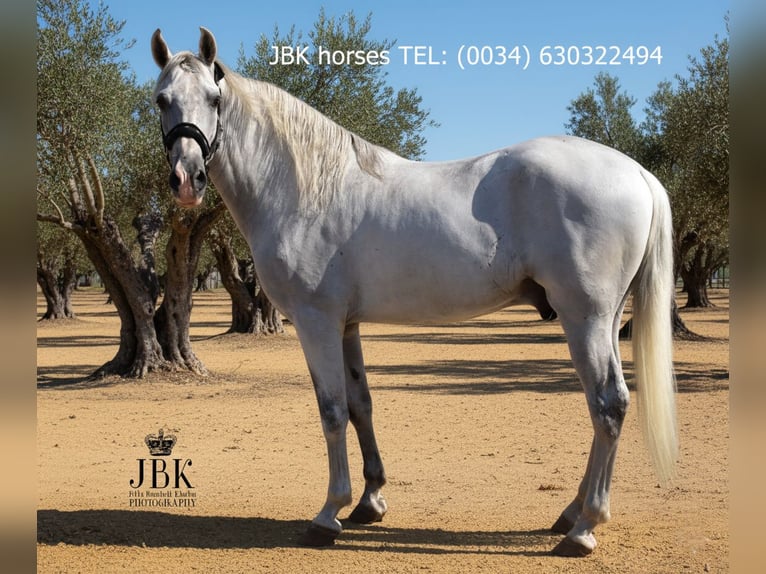 PRE Étalon 11 Ans 158 cm Gris in Tabernas Almeria