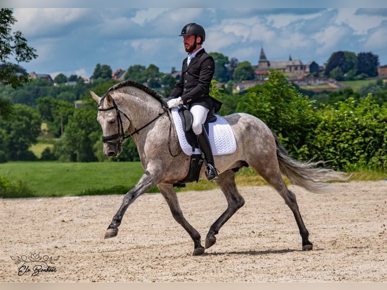 PRE Croisé Étalon 11 Ans 160 cm Gris pommelé in Martfeld