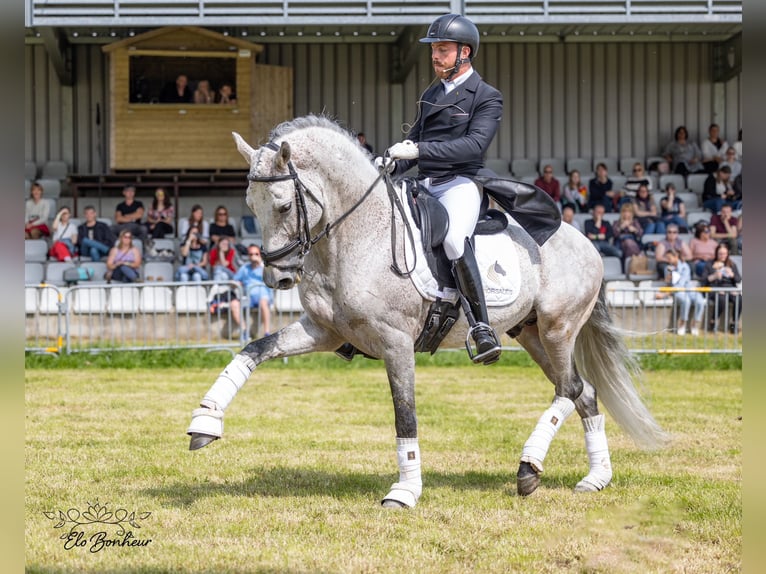 PRE Croisé Étalon 11 Ans 160 cm Gris pommelé in Martfeld