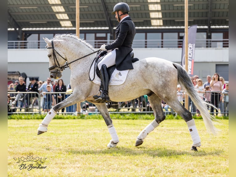 PRE Croisé Étalon 11 Ans 160 cm Gris pommelé in Martfeld