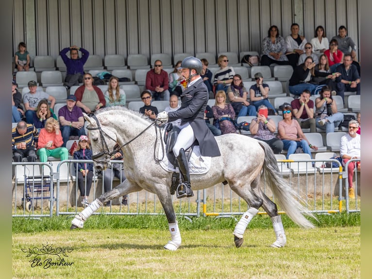 PRE Croisé Étalon 11 Ans 160 cm Gris pommelé in Martfeld