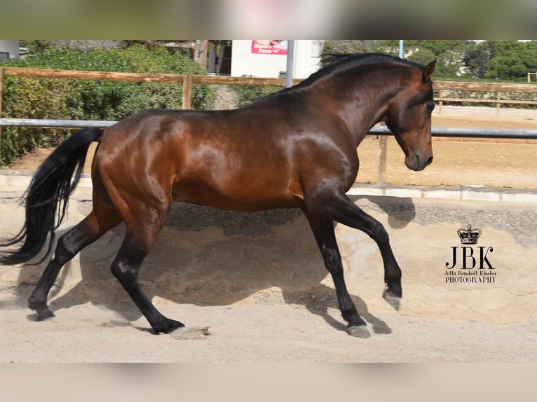 PRE Croisé Étalon 11 Ans 162 cm Bai in Tabernas Almeria