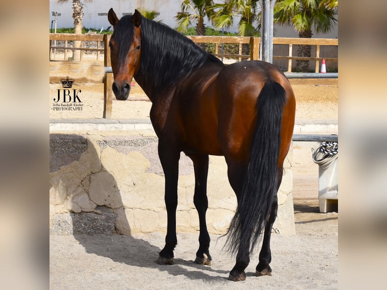 PRE Croisé Étalon 11 Ans 162 cm Bai in Tabernas Almeria