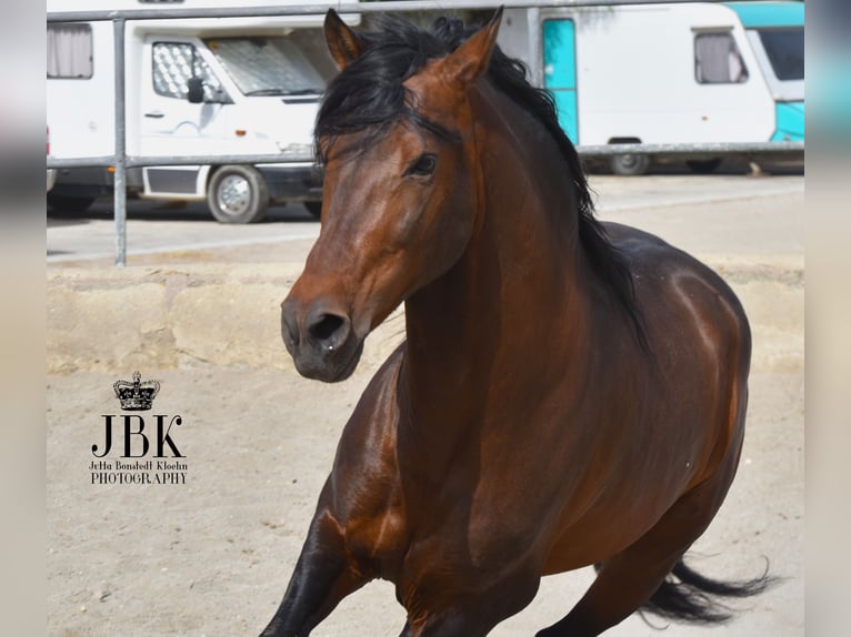 PRE Croisé Étalon 11 Ans 162 cm Bai in Tabernas Almeria