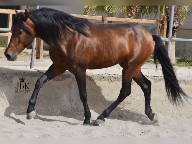 PRE Croisé Étalon 11 Ans 162 cm Bai in Tabernas Almeria