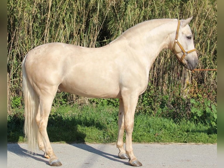 PRE Croisé Étalon 11 Ans 163 cm Palomino in FilderstadtFilderstadt