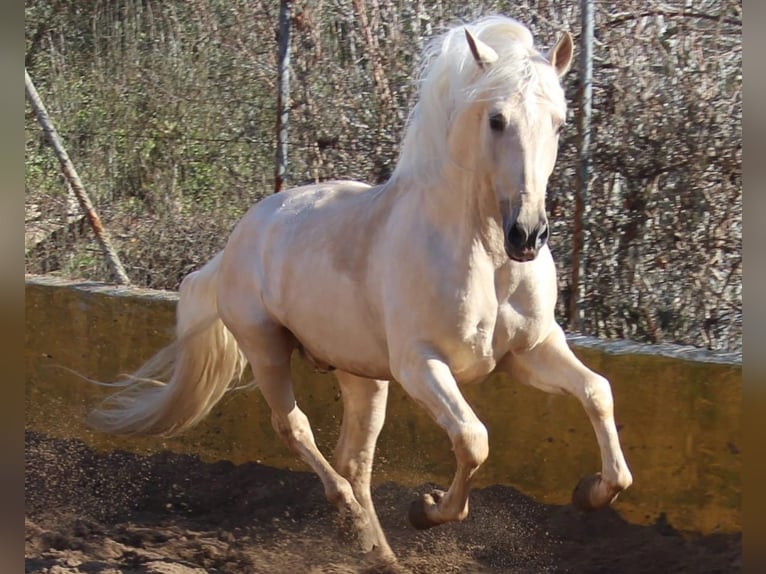 PRE Croisé Étalon 11 Ans 163 cm Palomino in FilderstadtFilderstadt