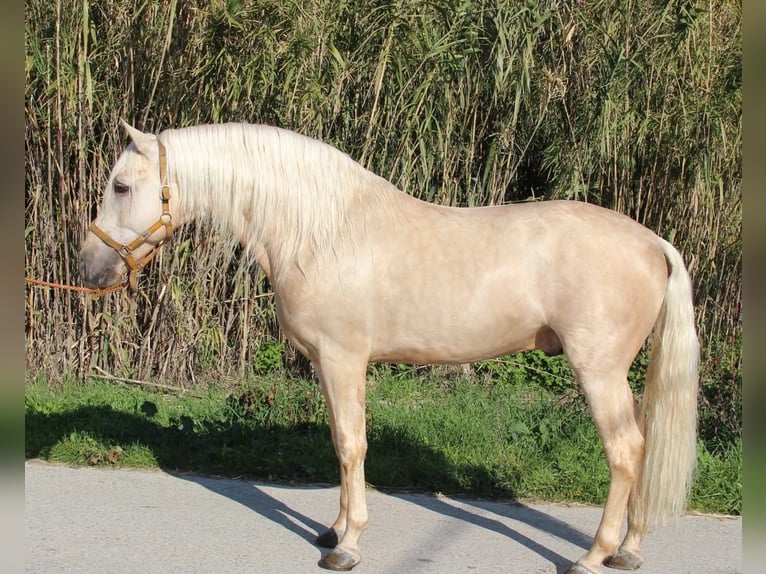 PRE Croisé Étalon 11 Ans 163 cm Palomino in FilderstadtFilderstadt