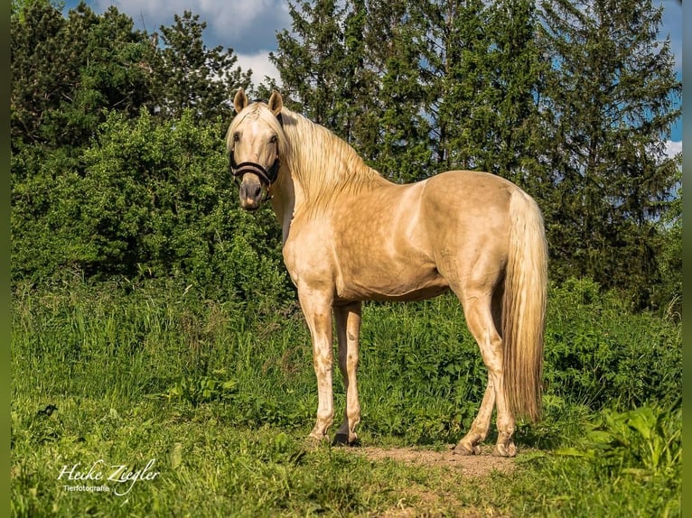 PRE Croisé Étalon 11 Ans 163 cm Palomino in FilderstadtFilderstadt