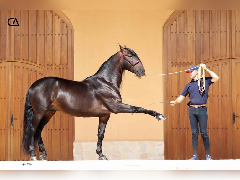 PRE Étalon 11 Ans 165 cm Bai brun in Puerto Lumbreras