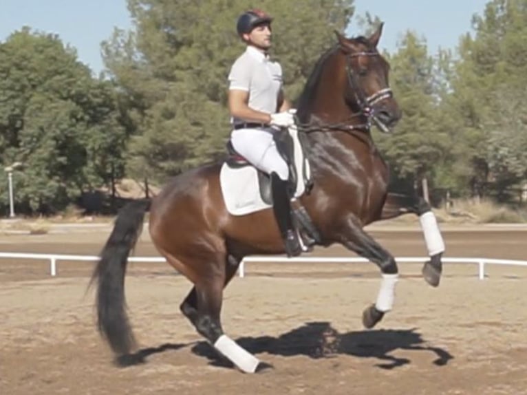 PRE Croisé Étalon 11 Ans 165 cm Bai cerise in NAVAS DEL MADRONO