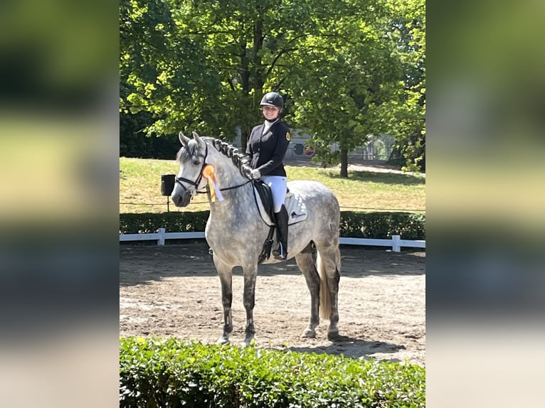 PRE Étalon 11 Ans 165 cm Gris in Gundelfingen