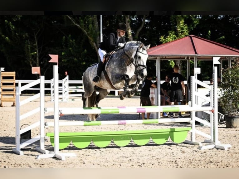 PRE Étalon 11 Ans 165 cm Gris in Gundelfingen