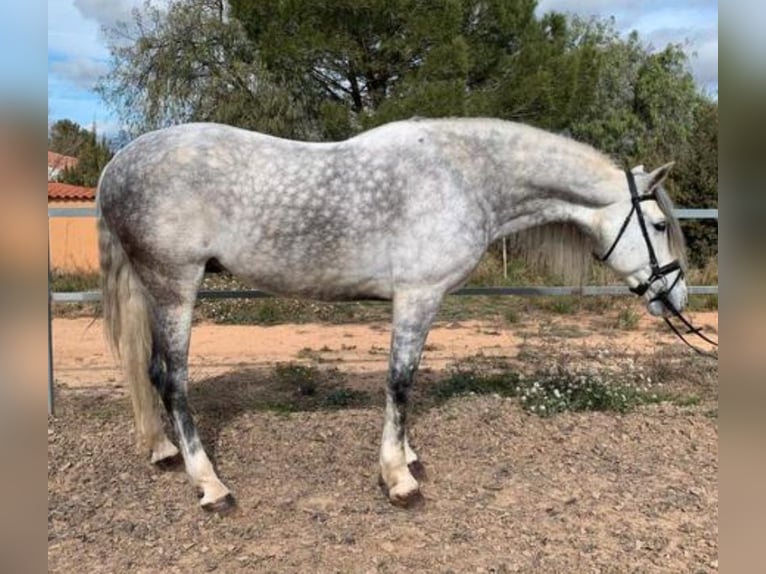 PRE Croisé Étalon 11 Ans 165 cm Gris pommelé in Martfeld