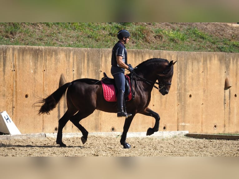 PRE Croisé Étalon 11 Ans 167 cm Bai cerise in NAVAS DEL MADRONO