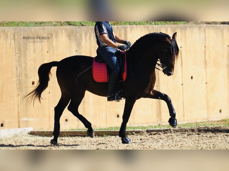 PRE Croisé Étalon 11 Ans 167 cm Bai cerise in NAVAS DEL MADRONO