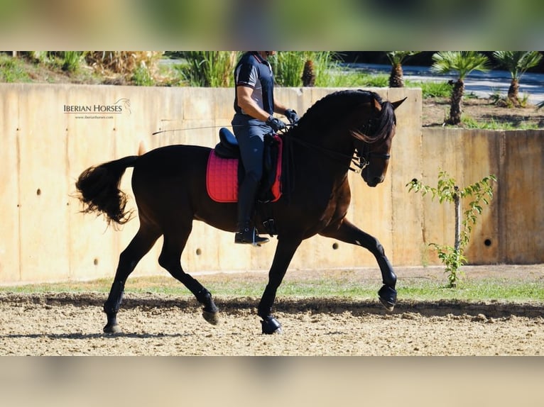 PRE Croisé Étalon 11 Ans 167 cm Bai cerise in NAVAS DEL MADRONO