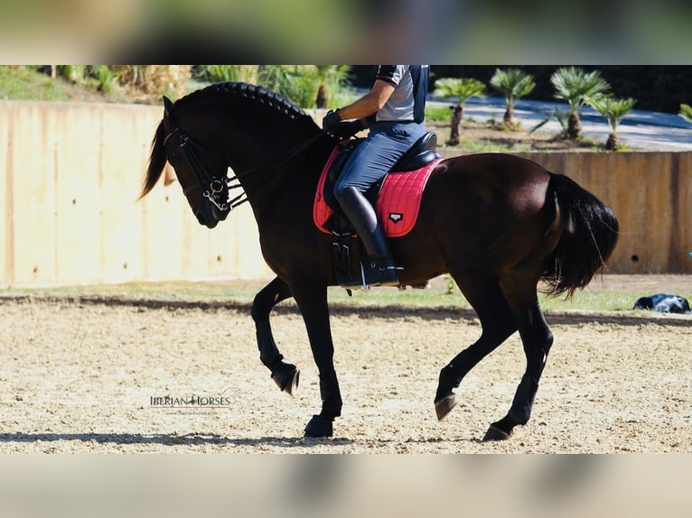 PRE Croisé Étalon 11 Ans 167 cm Bai cerise in NAVAS DEL MADRONO