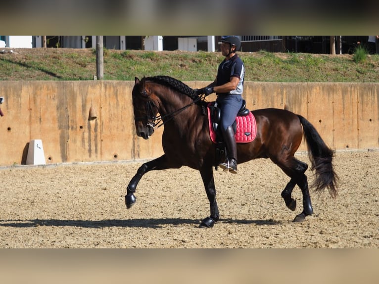 PRE Croisé Étalon 11 Ans 167 cm Bai cerise in NAVAS DEL MADRONO