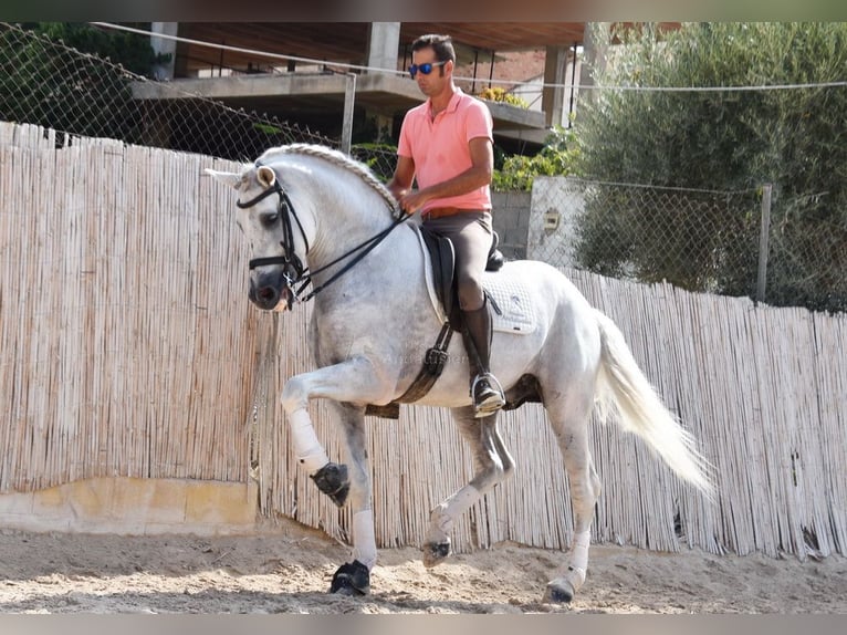 PRE Étalon 11 Ans 168 cm Gris in Provinz Malaga