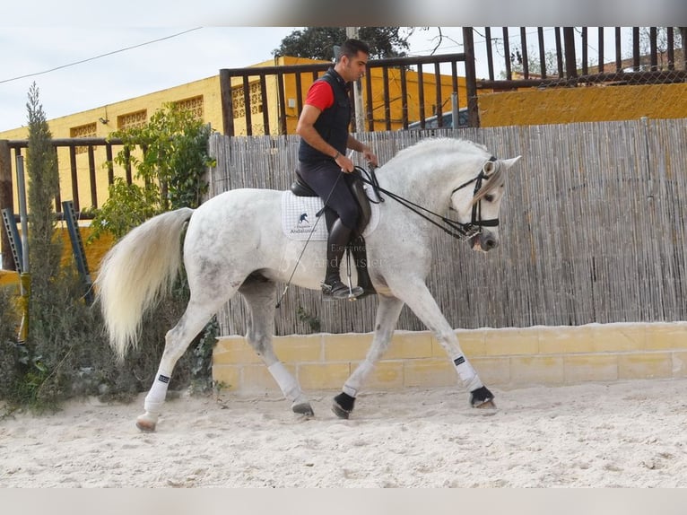 PRE Étalon 11 Ans 168 cm Gris in Provinz Malaga