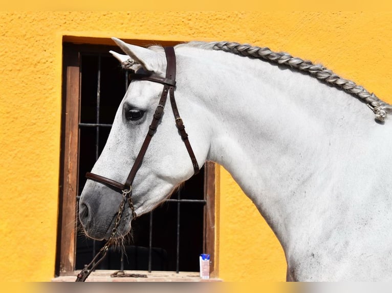 PRE Étalon 11 Ans 168 cm Gris in Provinz Malaga