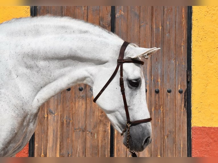 PRE Étalon 11 Ans 168 cm Gris in Provinz Malaga