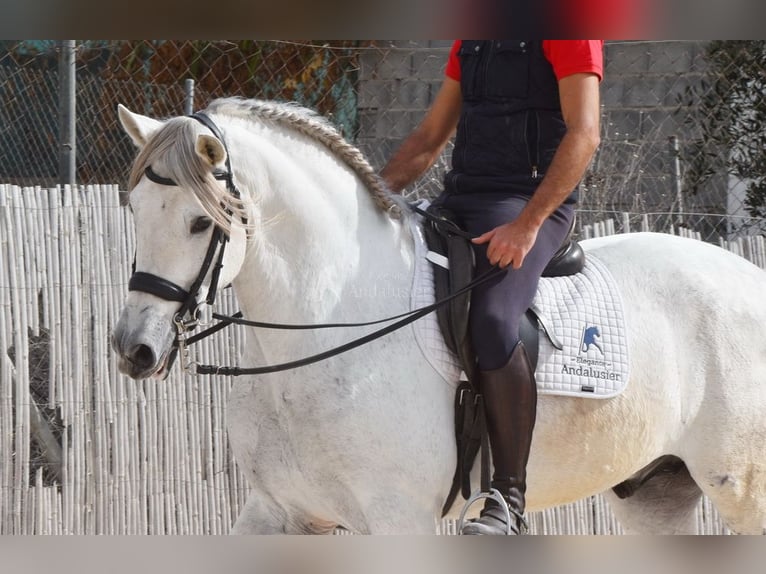 PRE Étalon 11 Ans 168 cm Gris in Provinz Malaga