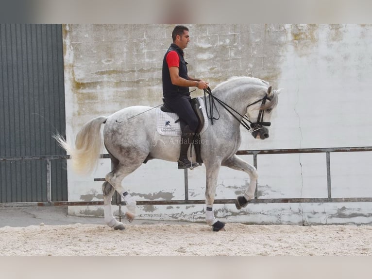 PRE Étalon 11 Ans 168 cm Gris in Provinz Malaga