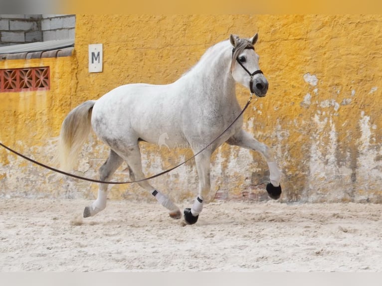 PRE Étalon 11 Ans 168 cm Gris in Provinz Malaga