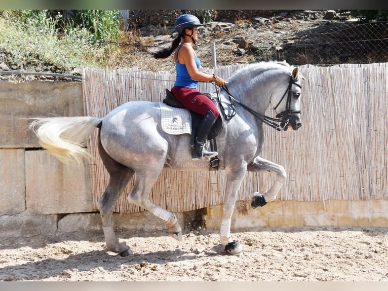 PRE Étalon 11 Ans 168 cm Gris in Provinz Malaga